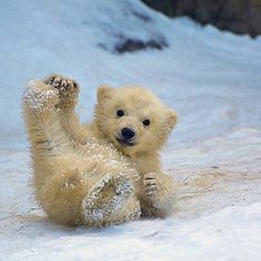 a baby polar bear playing in the snow with it's paws on its back