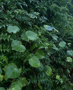 a lush green forest filled with lots of leaves