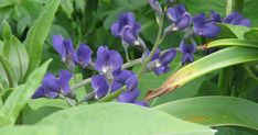 some purple flowers are growing in the grass