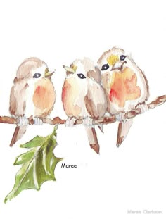 three birds are sitting on a branch with holly