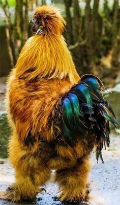 a rooster standing on its hind legs in the dirt