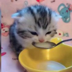 a small kitten eating out of a yellow bowl with a spoon in it's mouth