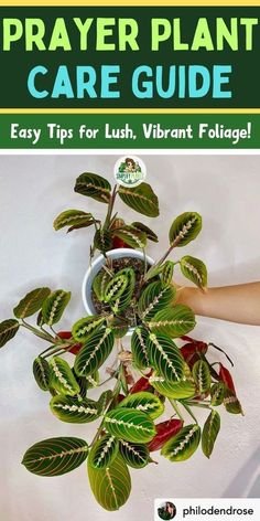 a potted plant with green and red leaves in it that says, prayer plant care guide