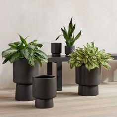 three potted plants sitting on top of a wooden floor next to a black table