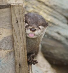 an otter sticking its tongue out from behind a wooden fence