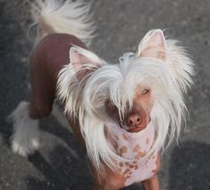 a small white dog with brown spots on it's face and long hair standing in the street