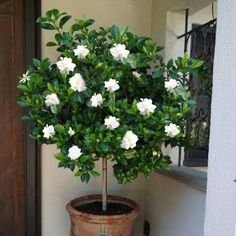 a potted plant with white flowers sitting on the ground in front of a door