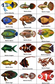 the different types of tropical fish are shown in this chart, which shows their colors and sizes