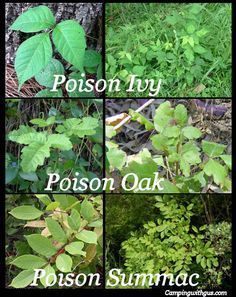 four different types of plants with the words poison ivy, poison oak, poison summag