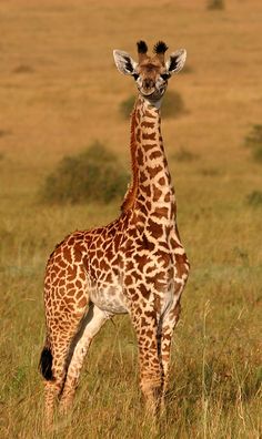 a giraffe standing on top of a grass covered field