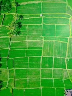 an aerial view of green fields and trees