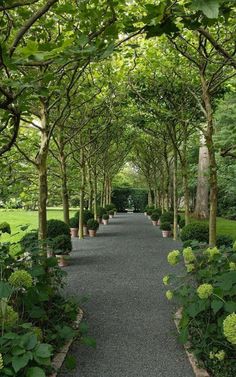 a walkway lined with trees and bushes in a park