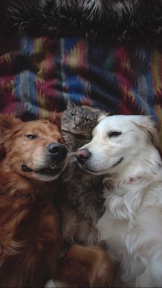 two dogs and a cat laying on a couch