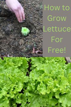 lettuce is growing in the ground and someone is picking it up with their hands