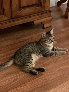 a cat laying on the floor in front of a dresser