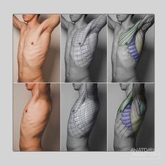 six different views of the human body showing muscles and tendors, including the lower arm