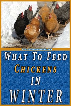 the cover of what to feed chickens in winter, with five hens standing on snow covered ground