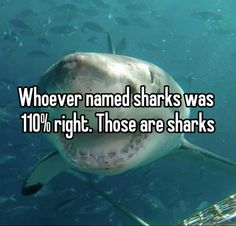 a shark with its mouth open and the words whoever named sharks was 10 % right