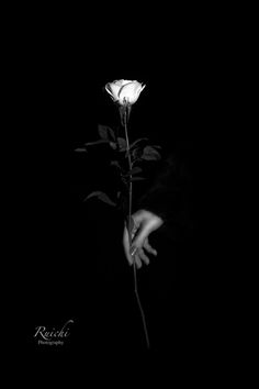 a person's hand reaching for a white rose in the dark with its reflection