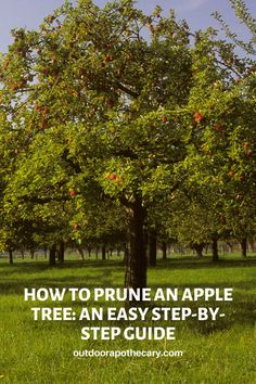 an apple tree with the words how to prune an apple tree an easy step - by - step guide