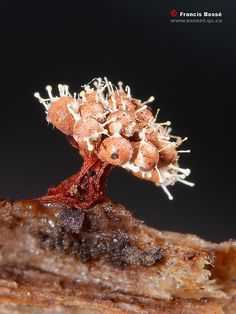 a small tree sprouts out of the top of a piece of rock,