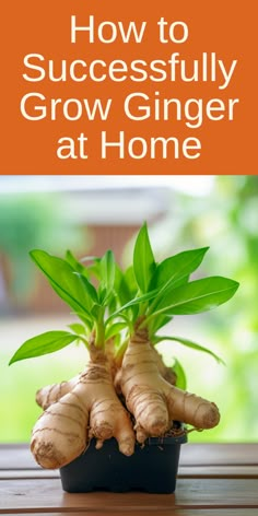 a potted plant with the title how to successfully grow ginger at home on it