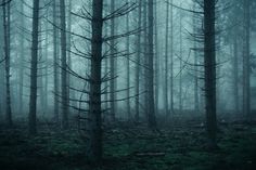 a forest filled with lots of tall trees in the foggy night time, surrounded by green grass and dead branches