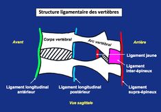 the structure of an animal bone