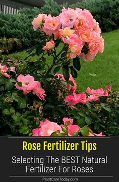 pink roses in the garden with text that reads rose fertilizer tips selecting the best natural fertitor for roses