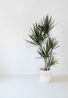 a potted plant sitting on top of a white table