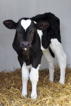 a black and white cow standing on top of hay