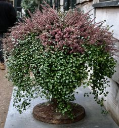 a potted plant with purple flowers on a cement slab in front of a building