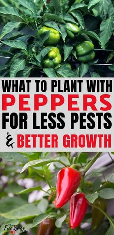 what to plant with peppers for less pests and better growth