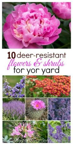 10 different flowers and shrubs for your yard, including pinks, purples, and oranges