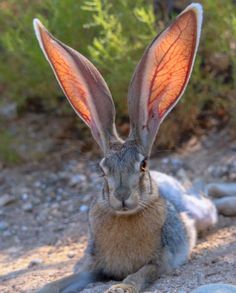 a rabbit with orange ears sitting on the ground