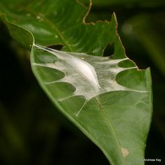 a green leaf with white spots on it's back end and leaves in the background