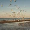 there are many kites flying in the sky over the water at this beach area