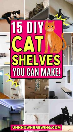 there are many different pictures with cats on the wall and in the background text reads 15 diy cat shelves you can make