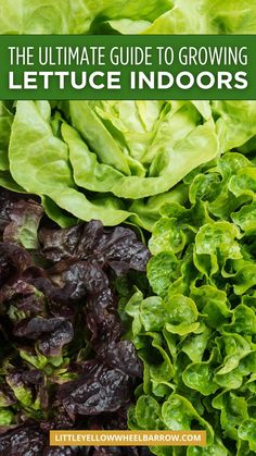 lettuce growing in the garden with text overlay that reads the ultimate guide to growing lettuce indoors