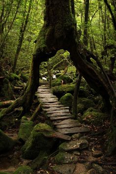 a wooden path in the middle of a forest with moss growing on it's sides