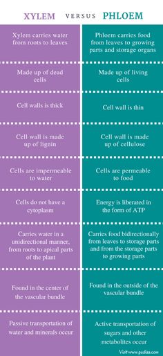 the differences between xylem versus ploem and phoem infographic