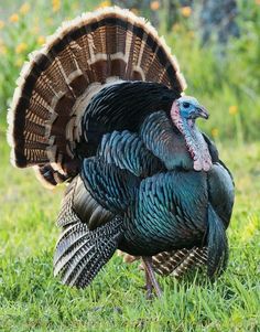 a turkey is standing in the grass with its head turned to look like it's getting ready to pounce