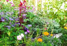 a garden filled with lots of different types of flowers