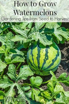 watermelon growing in the garden with text overlay that reads gardening tips from seed to harvest