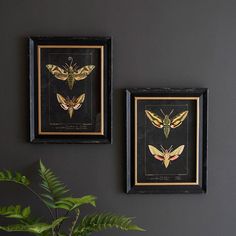 two framed moths are on the wall next to a potted plant