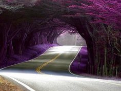 the road is lined with trees on both sides