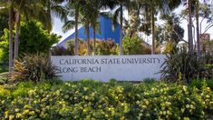 the california state university long beach sign is surrounded by flowers and palm trees in front of it