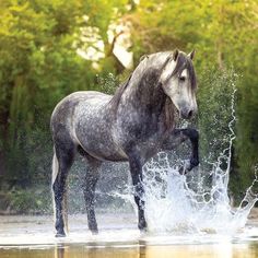 a horse is standing in the water and splashing around