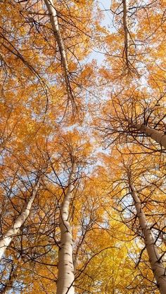 tall trees with yellow leaves and blue sky in the background, looking up at them