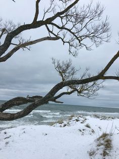 a tree branch leaning over on the beach with waves in the water and snow covered ground